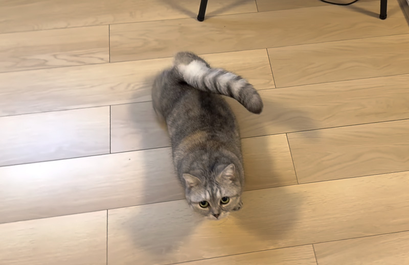 ずっとついてくる猫