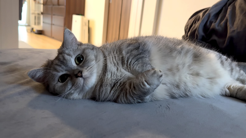 一緒に二度寝がしたかった猫