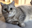一緒に二度寝がしたかった猫
