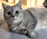 ずっとついてくると思ったら、一緒に二度寝がしたかった猫さん。ベッドでコテンと横になって、くつろぐ姿が可愛すぎる♡