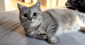 一緒に二度寝がしたかった猫