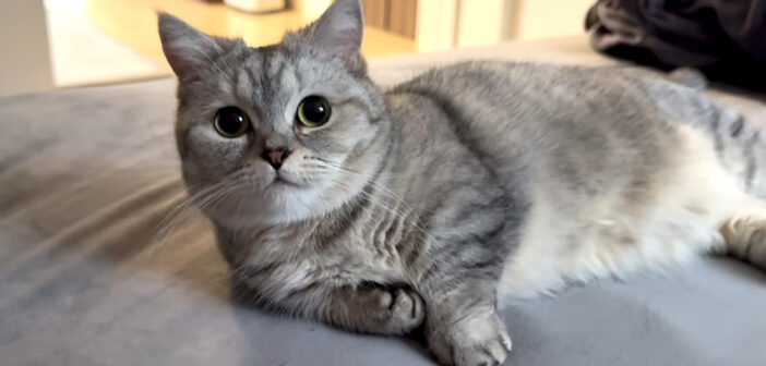 一緒に二度寝がしたかった猫