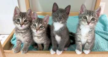 保護された子猫の4兄弟