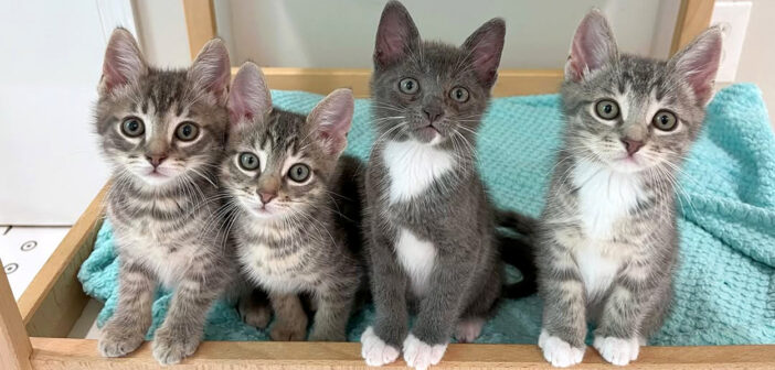 保護された子猫の4兄弟