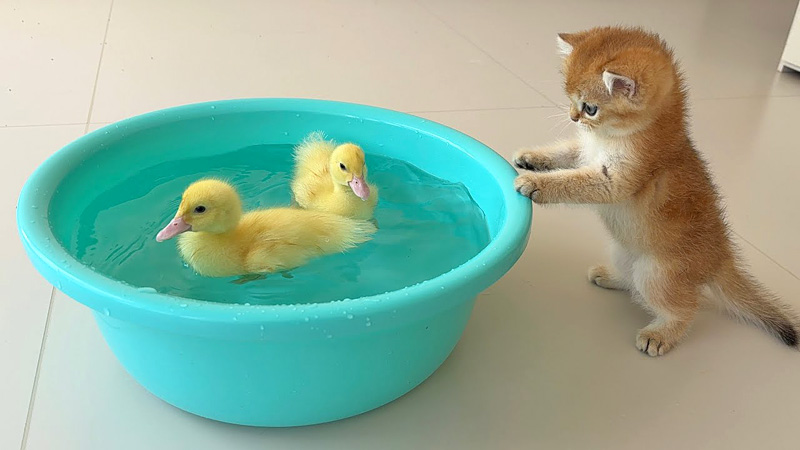泳ぎを覚えたい子猫