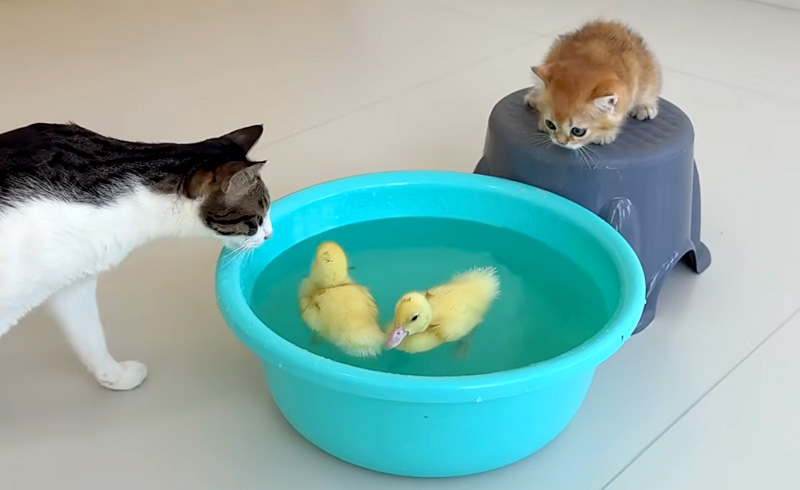 アヒルのヒナがとっても気になる子猫