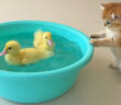 泳ぎを覚えたい子猫