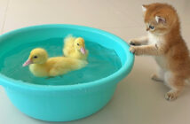泳ぎを覚えたい子猫