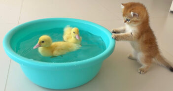 泳いでいるアヒルのヒナ達をこっそり見ながら、自分も泳ぎを覚えてみたくなった子猫。その興味津々の様子が可愛い♪ 泳ぎを覚えたい子猫