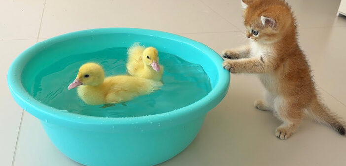 泳いでいるアヒルのヒナ達をこっそり見ながら、自分も泳ぎを覚えてみたくなった子猫。その興味津々の様子が可愛い♪