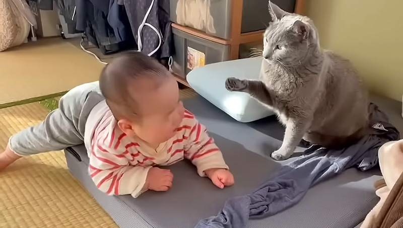 赤ちゃんに優しく猫パンチする猫