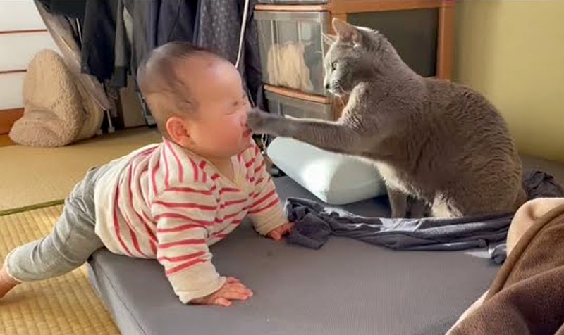 赤ちゃんに優しく猫パンチする猫