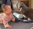 赤ちゃんに優しく猫パンチする猫