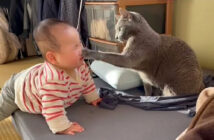 赤ちゃんに優しく猫パンチする猫