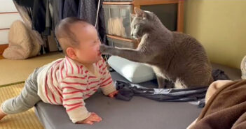 赤ちゃんに優しく猫パンチする猫