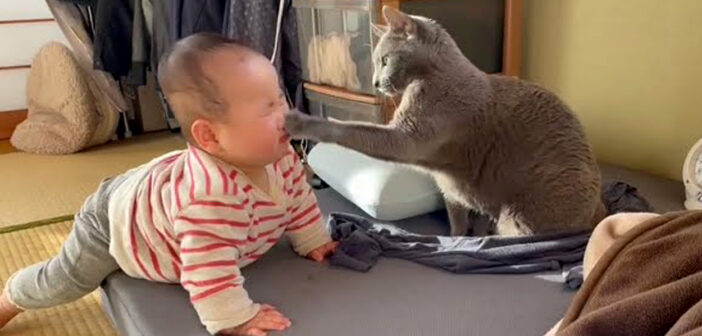 赤ちゃんに優しく猫パンチする猫
