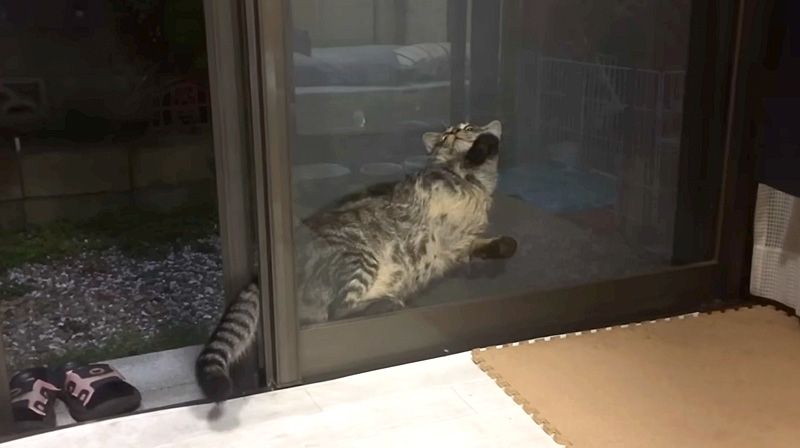 窓と網戸の隙間に挟まった猫