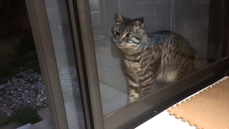窓と網戸の隙間に挟まった猫
