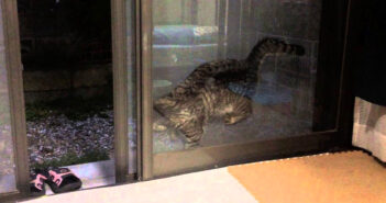 窓と網戸の隙間に挟まった猫