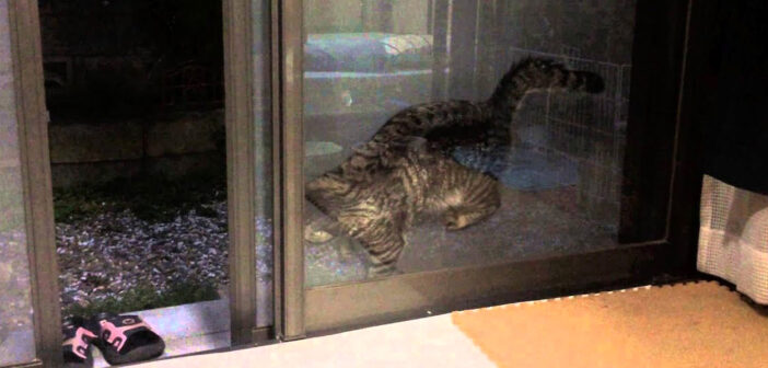 窓と網戸の隙間に挟まった猫