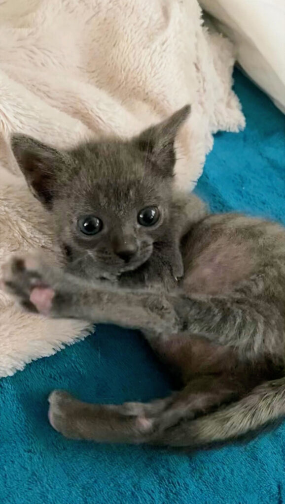 保護された子猫