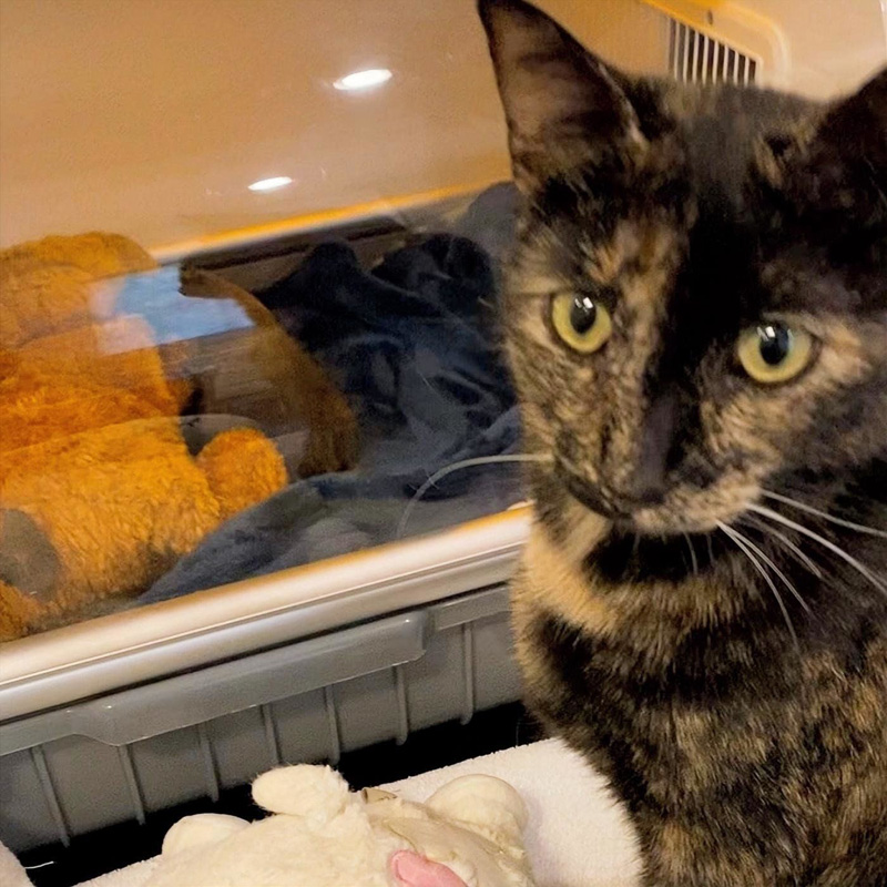 保育器の中の子猫を見守る先住猫