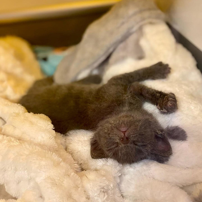 眠る子猫
