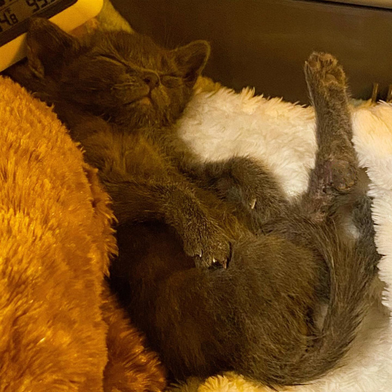 眠る子猫