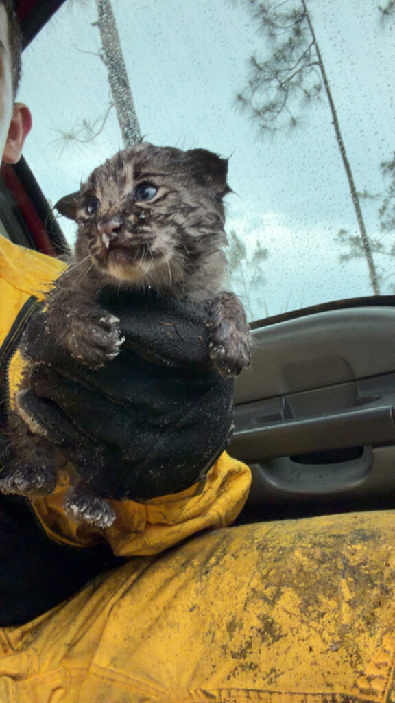 山火事の中から保護された子猫