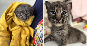 山火事の灰の中から救出した子猫