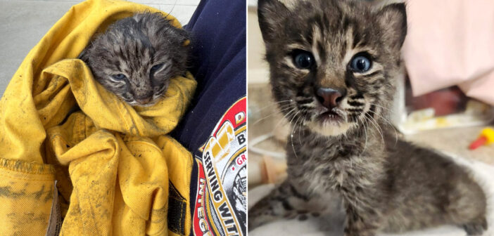 山火事の灰の中から救出した子猫