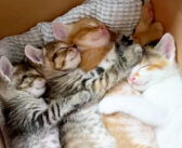 ダンボール箱で捨てられていた子猫達を保護。安全な家の中で見せてくれた元気な姿に心がホッと温まる (*´ｪ｀*)