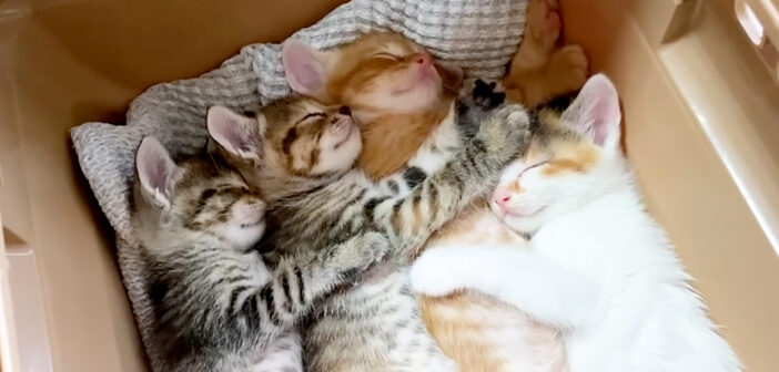ダンボール箱で捨てられていた子猫達を保護。安全な家の中で見せてくれた元気な姿に心がホッと温まる (*´ｪ｀*)