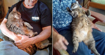 10年前に保護されて以来、仕事前のお父さんに朝の抱っこを要求する猫。毎日の30分間の抱っこに極上の幸せを感じる♡ お父さん好きの猫
