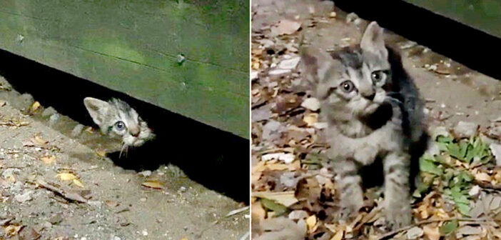 デッキの下から出てきた子猫
