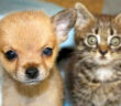 一瞬で仲良くなった子猫と子犬