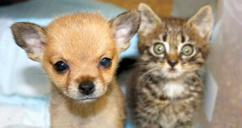 一瞬で仲良くなった子猫と子犬