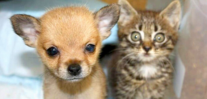 一瞬で仲良くなった子猫と子犬