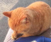 無人駅のホームで丸々とした猫さんと遭遇♪ ベンチに座ると膝の上に乗ってきて、愛らしい姿を見せてくれた♡