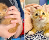 人間が怖くて、巨大なフォークリフトに隠れていた子猫。保護してくれた男性に抱えられた瞬間に人生が大きく変わる！