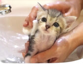 保護した子猫を初めてお風呂に入れたら、驚くほどの可愛さで思わず心がポカポカに (*´ｪ｀*)♡