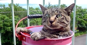 露天風呂が大好きになった猫さん。しっかりと肩まで浸かって、お風呂を楽しむ様子がとっても可愛かった (*´ω`*)♡ 露天風呂に入る猫