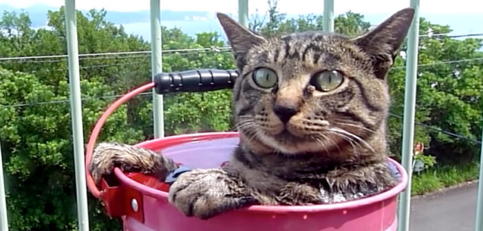 露天風呂に入る猫