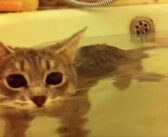 お風呂の気持ち良さを知ってしまった猫さん。飼い主さんと一緒に湯船の中でホッコリする姿が可愛い (*´ω`*)♡