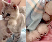 6匹の子猫を出産した母猫。毎朝、飼い主さんが寝ている布団の中に、そっと子猫達を運び込む姿に癒される (*´ω`*)♡