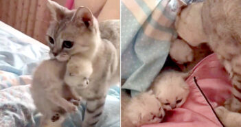 6匹の子猫を出産した母猫。毎朝、飼い主さんが寝ている布団の中に、そっと子猫達を運び込む姿に癒される (*´ω`*)♡ 優しい母猫