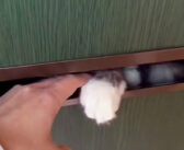 配達員さんに迷惑を掛ける猫。郵便受けを開けてみると、次から次へと可愛い肉球攻撃が ( *´艸｀)♡