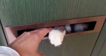 郵便受けから猫の手