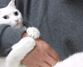 ギュッとしがみついたまま離さなくなった猫。飼い主さんが手を引き抜こうとすると、とっても可愛い反応が ( *´艸｀)♡