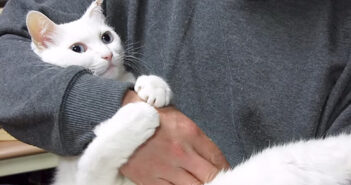 しがみつく猫